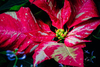 Centennial Park Conservatory