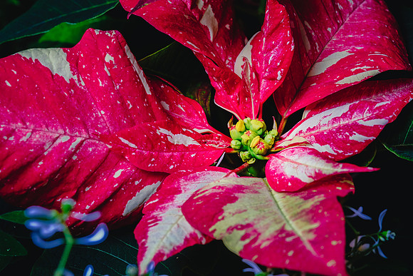 Centennial Park Conservatory