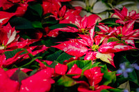 Centennial Park Conservatory