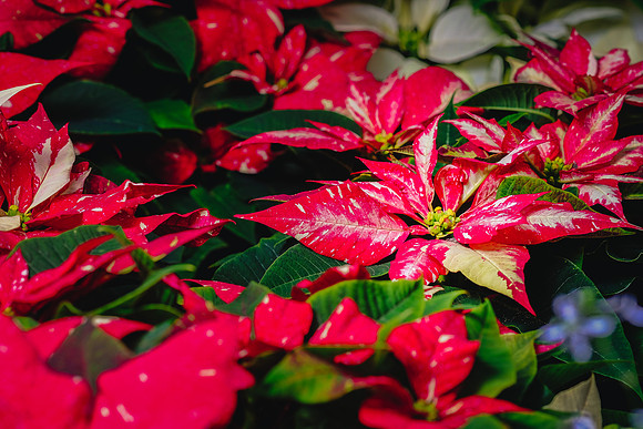 Centennial Park Conservatory