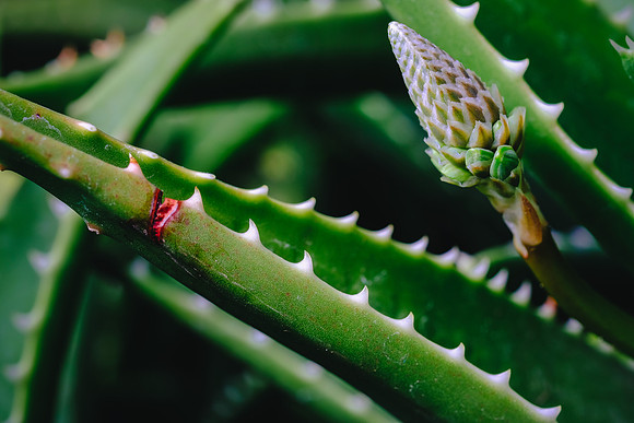 Centennial Park Conservatory