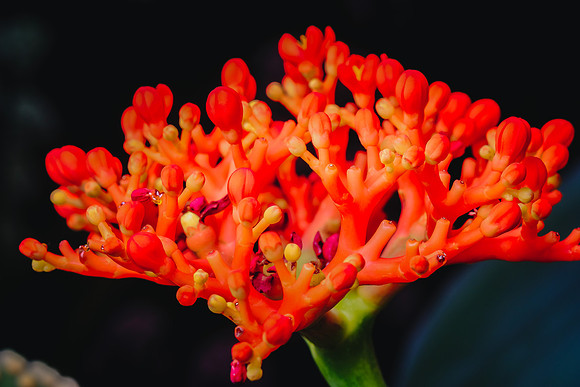 Centennial Park Conservatory