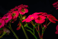 Centennial Park Conservatory