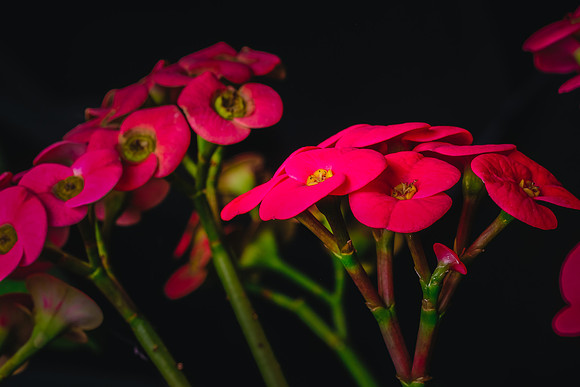 Centennial Park Conservatory