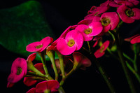 Centennial Park Conservatory