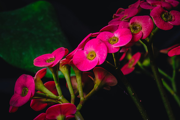 Centennial Park Conservatory