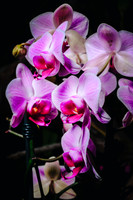 Centennial Park Conservatory