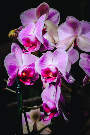 Centennial Park Conservatory