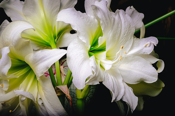 Centennial Park Conservatory