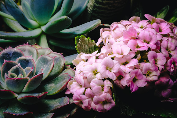 Centennial Park Conservatory