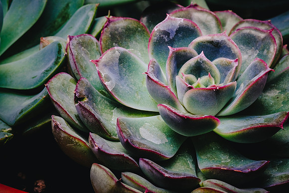 Centennial Park Conservatory
