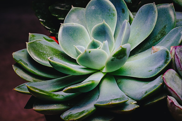 Centennial Park Conservatory
