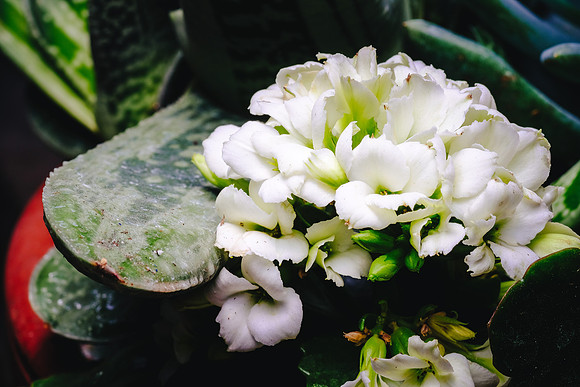 Centennial Park Conservatory