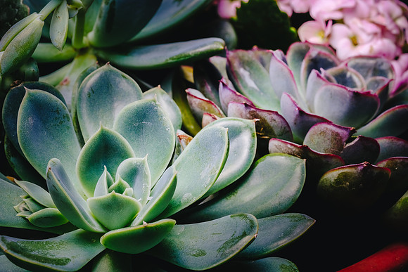 Centennial Park Conservatory