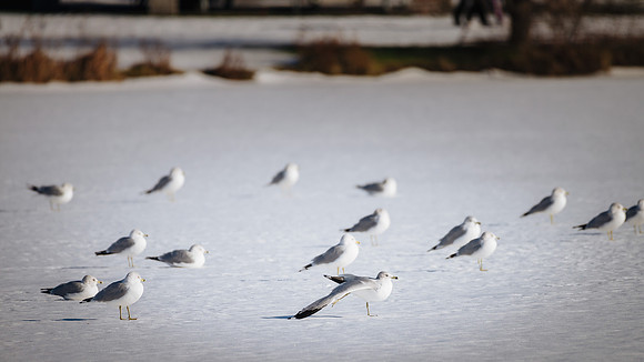 Winter Birding