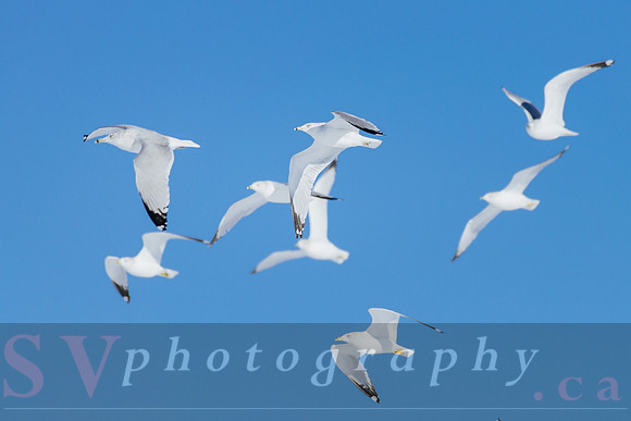 Winter Birding