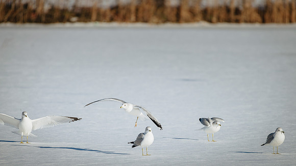 Winter Birding