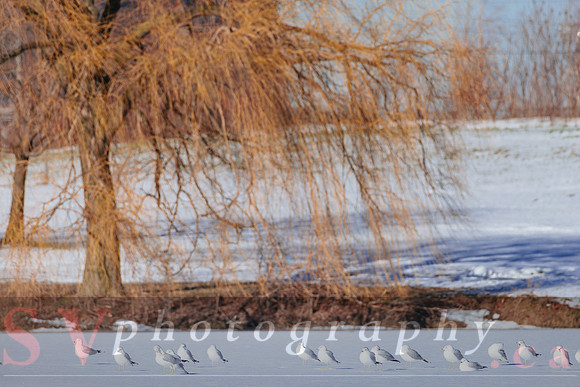 Winter Birding