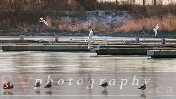 Winter Birding