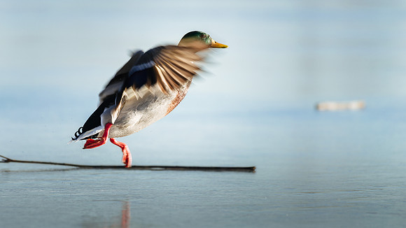 Winter Birding