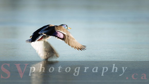 Winter Birding