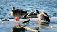 Birds & other wild life
