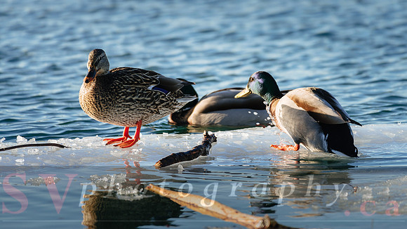 Winter Birding