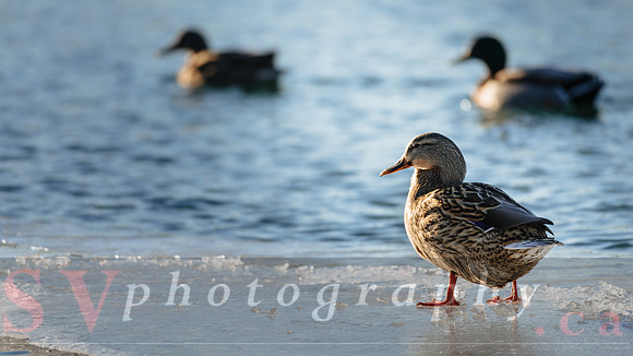 Winter Birding