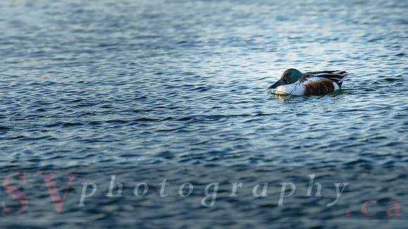 Winter Birding