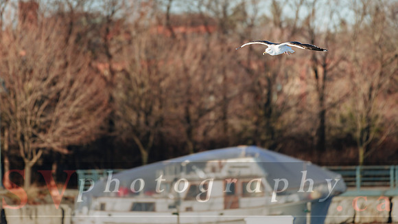Winter Birding