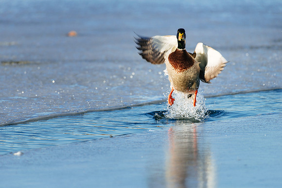 Winter Birding