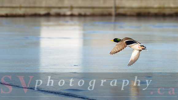 Winter Birding