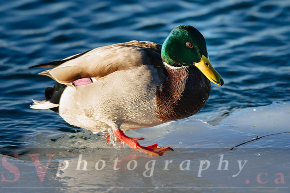 Winter Birding
