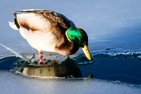Birds & other wild life