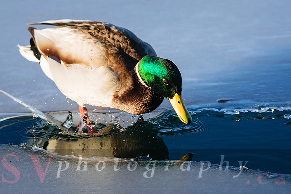 Winter Birding