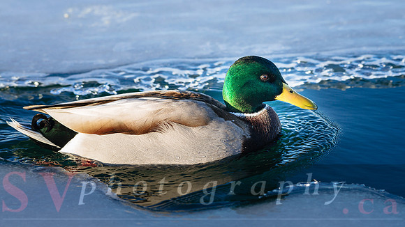 Winter Birding