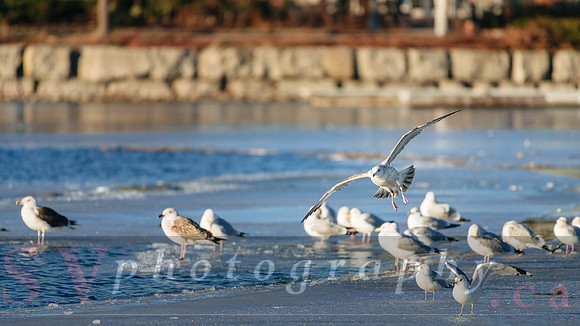 Winter Birding