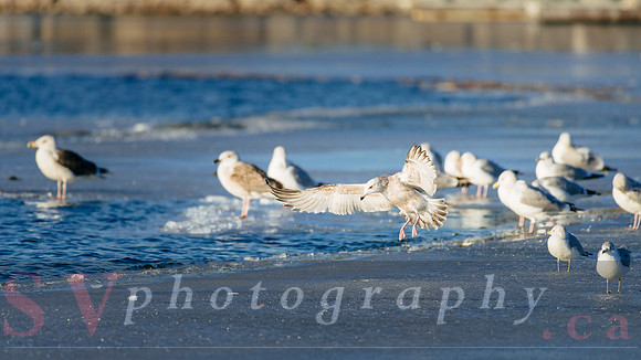 Winter Birding
