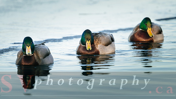 Winter Birding
