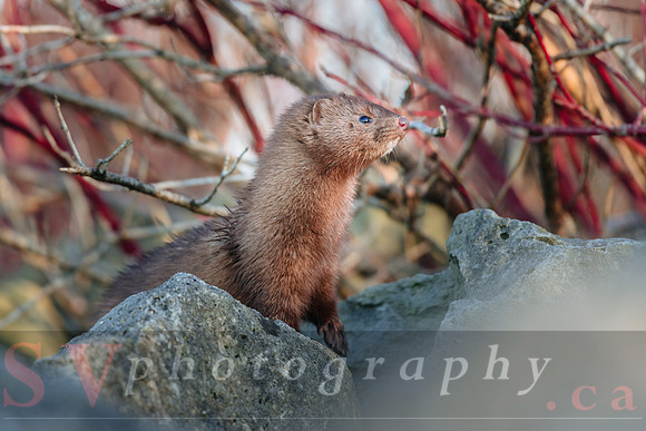 Winter Birding