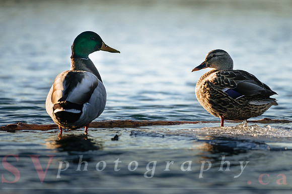 Winter Birding
