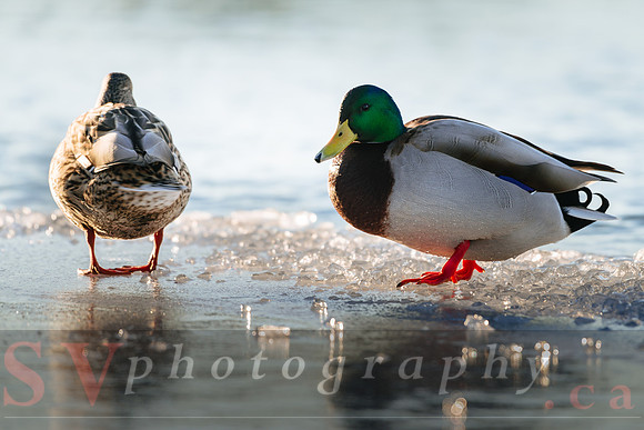 Winter Birding
