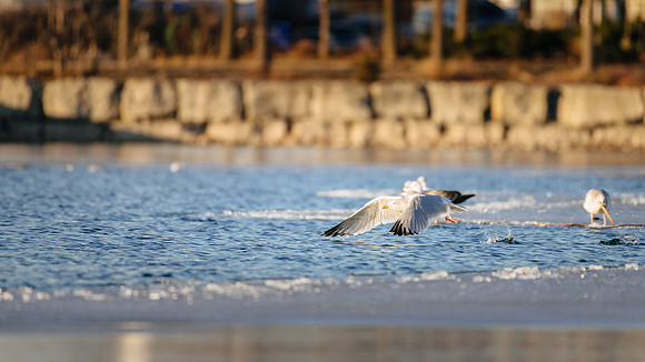 Winter Birding