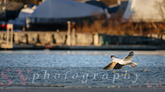 Winter Birding