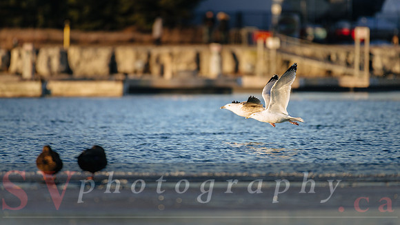 Winter Birding