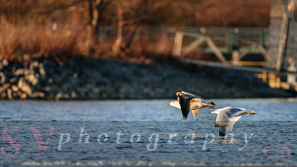 Winter Birding