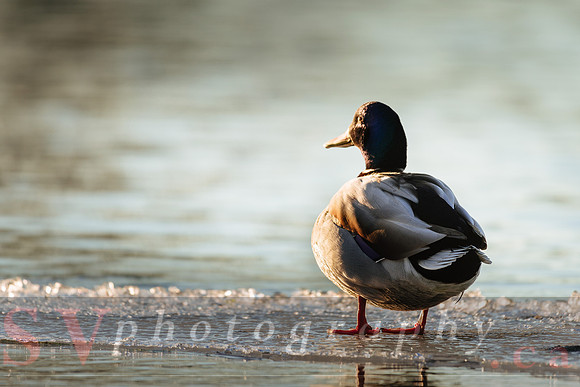 Winter Birding