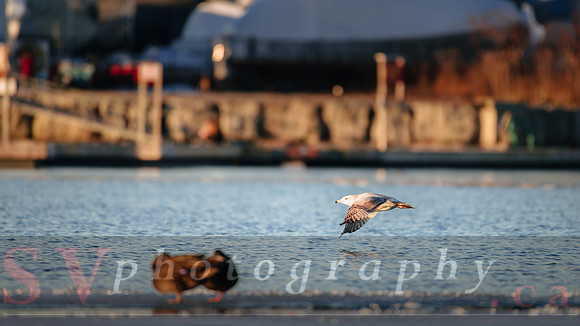 Winter Birding