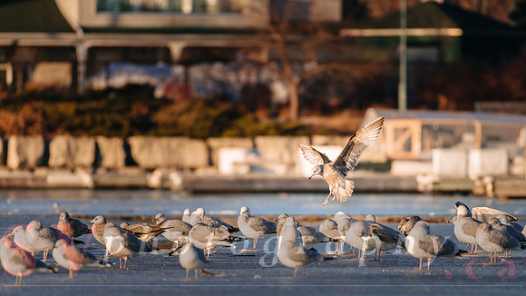 Winter Birding