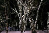 Winter Light Exhibition